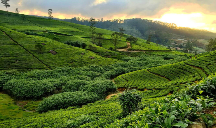 SRI LANKAN DELIGHT